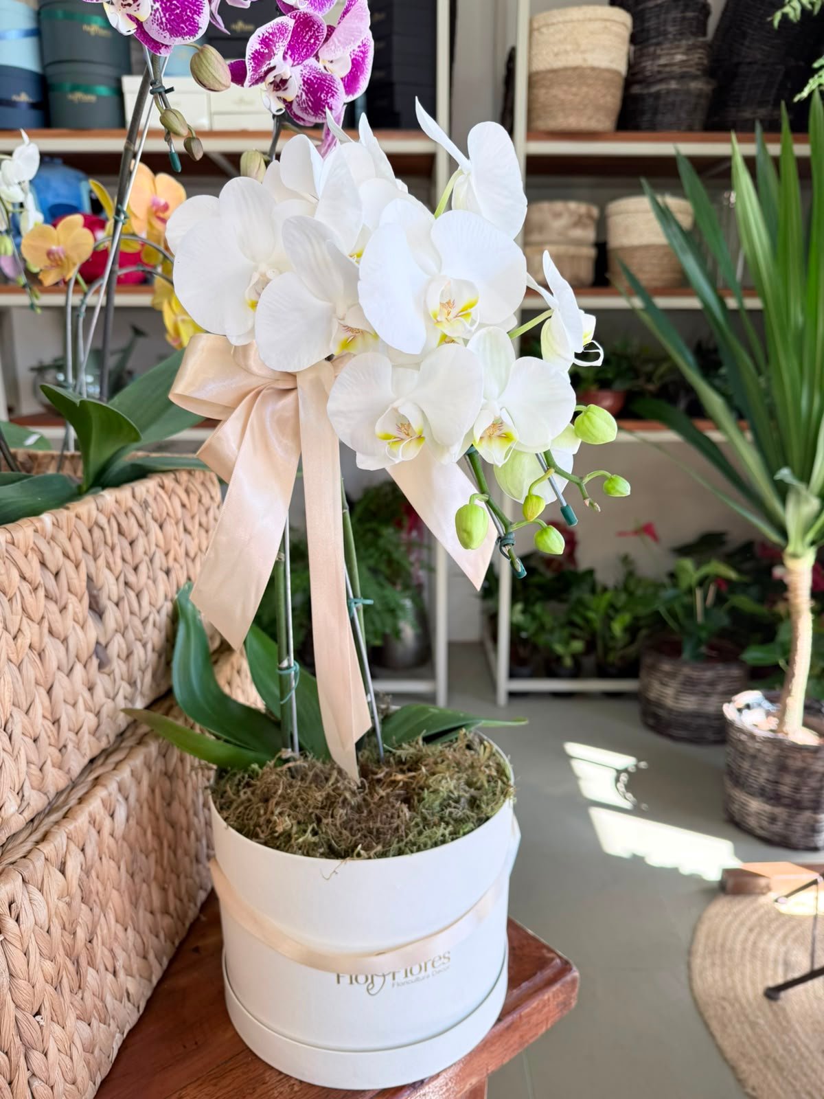 Mini Orquídeas
